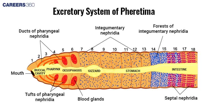 Diagram of the excretory system of Pheretima (earthworm) showing buccal cavity, pharynx, oesophagus, gizzard, stomach, and intestine. It highlights ducts and tufts of pharyngeal nephridia, integumentary nephridia, forests of integumentary nephridia, septal nephridia, and blood glands across the body segments.