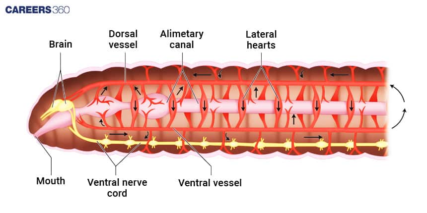 Diagram of the circulatory system of an earthworm showing brain, mouth, alimentary canal, dorsal vessel, ventral vessel, ventral nerve cord, and lateral hearts with arrows indicating blood flow.