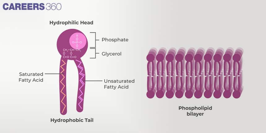 Structure of a phospholipid with hydrophilic head, hydrophobic tails, saturated and unsaturated fatty acids, and arrangement in bilayer form.
