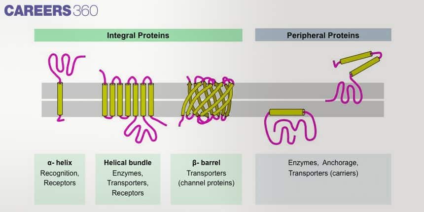 Diagram of integral and peripheral proteins in the plasma membrane showing α-helix, helical bundle, β-barrel, and peripheral protein roles in transport and recognition.