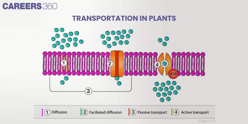 Diagram showing four types of transport across plant cell membrane: diffusion, facilitated diffusion, passive transport, and active transport using ATP.