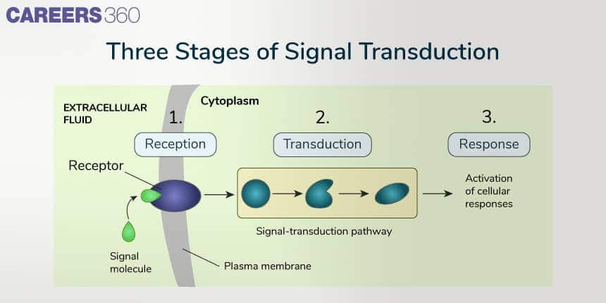 Three stages of signal transduction: reception by receptor, transduction through signaling pathway, and response with cellular activation.