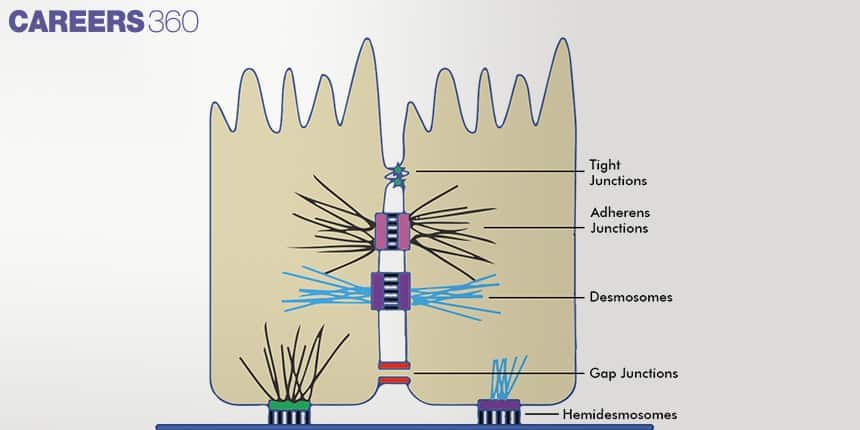 Illustration of types of cell junctions including tight junctions, adherens junctions, desmosomes, gap junctions, and hemidesmosomes.