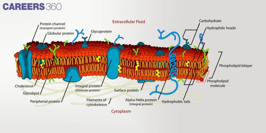 Fluid Mosaic ModelDiagram of the plasma membrane showing phospholipid bilayer with hydrophilic heads, hydrophobic tails, proteins, cholesterol, glycoproteins, and cytoskeleton filaments.