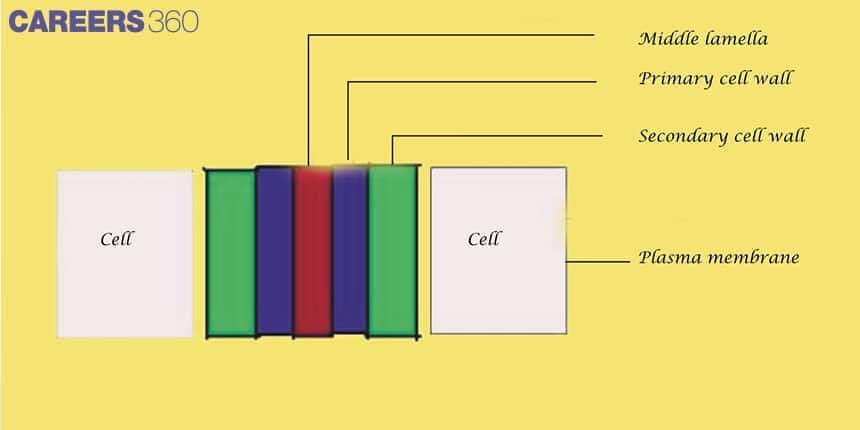 Diagram of plant cell wall showing middle lamella, primary cell wall, secondary cell wall, and plasma membrane between two cells