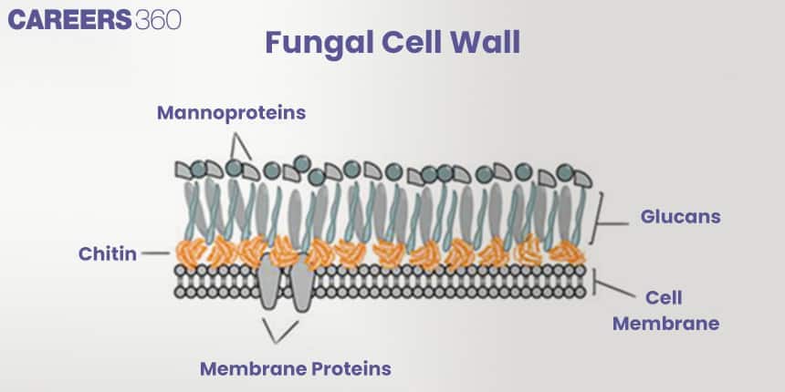 Fungal Cell Wall StructureStructure of fungal cell wall labeled with mannoproteins, glucans, chitin, membrane proteins, and cell membrane.