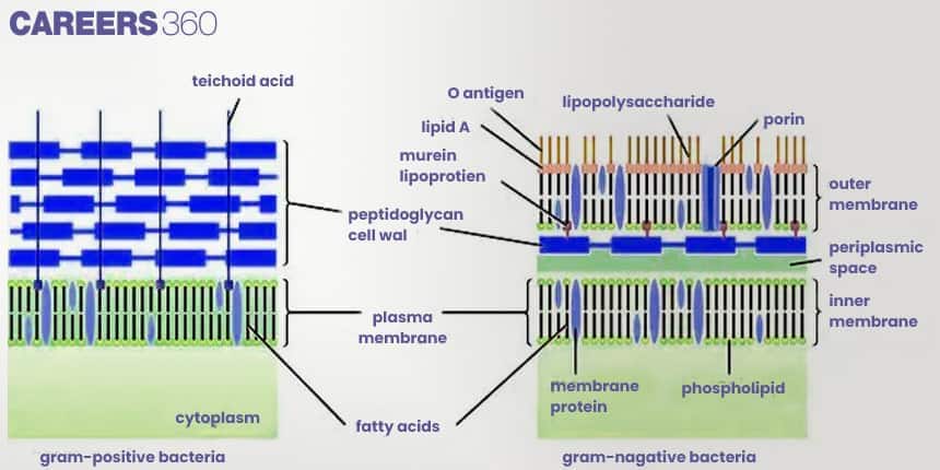 Comparison of gram-positive and gram-negative bacterial cell walls. Gram-positive shows thick peptidoglycan layer with teichoic acid, while gram-negative shows thin peptidoglycan, outer membrane, lipopolysaccharides, porins, and periplasmic space.