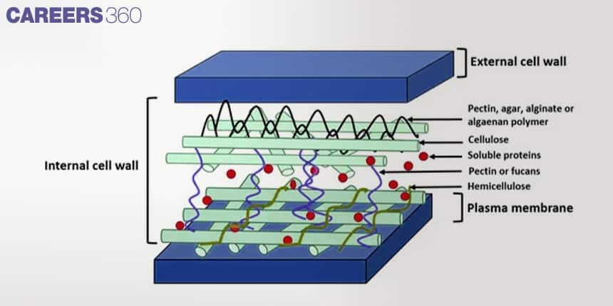 Diagram of algal cell wall showing external and internal layers composed of cellulose, hemicellulose, pectin, agar, alginate, and soluble proteins above plasma membrane.