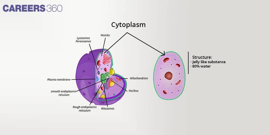 Diagram of a cell highlighting the cytoplasm, shown as a jelly-like substance with 80% water. Labeled structures include plasma membrane, nucleus, mitochondrion, ribosomes, rough and smooth endoplasmic reticulum, vesicles, and lysosomes/peroxisomes.