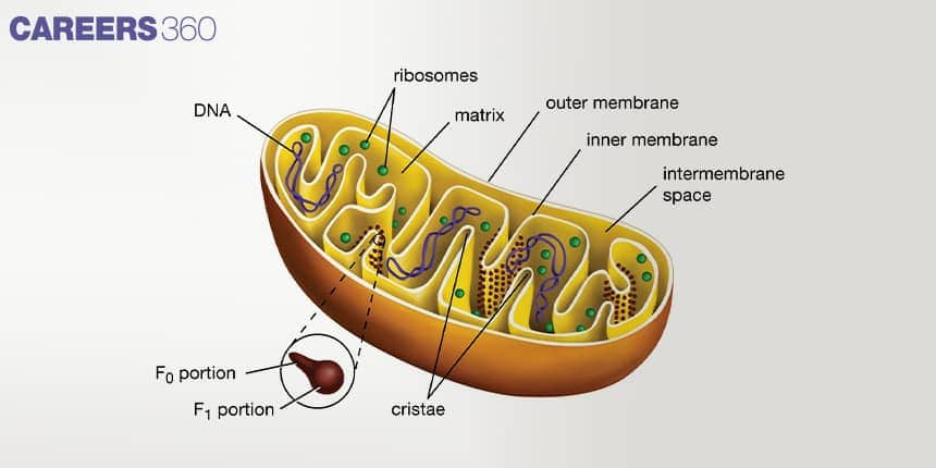 Diagram of mitochondrion showing labeled parts: outer membrane, inner membrane, intermembrane space, cristae, matrix, ribosomes, DNA, and F₀ and F₁ portions of ATP synthase.