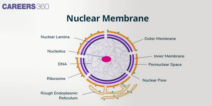 Shows outer membrane, inner membrane, perinuclear space, and nuclear pores.  Includes nucleolus, DNA, ribosomes, rough ER attachment.