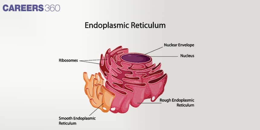 Divided into:  Rough ER – has ribosomes, protein synthesis.  Smooth ER – lipid & steroid synthesis, detoxification.  Connected with the nuclear envelope.