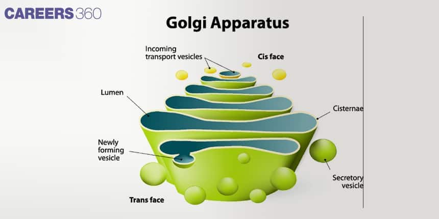 Shows cis face (receiving side) and trans face (shipping side).  Processes, modifies, and packs proteins/lipids into vesicles. 