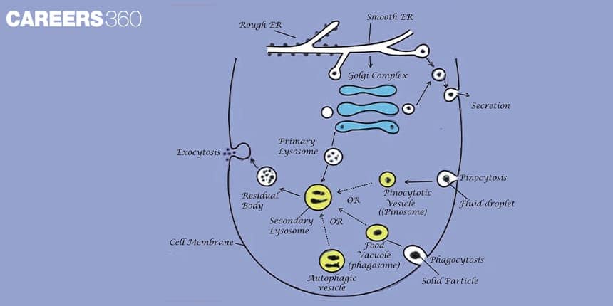 Primary & secondary lysosomes, residual bodies.  Formed from Golgi + vesicles from ER.  Function: Intracellular digestion ("suicidal bags").