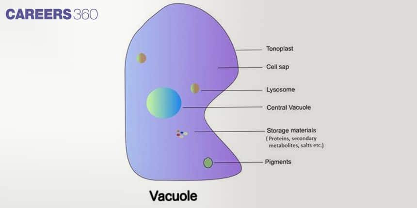 Tonoplast membrane surrounds it.  Contains cell sap, pigments, ions, proteins.  Important for turgor pressure in plant cells.