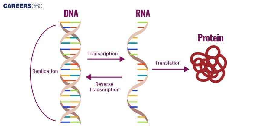 Central Dogma of Molecular Biology: Steps and Diagram