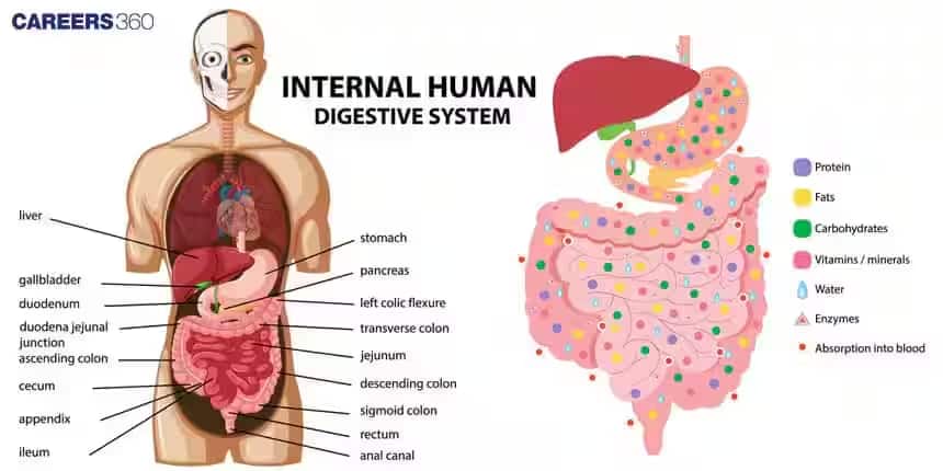 human digestive system
