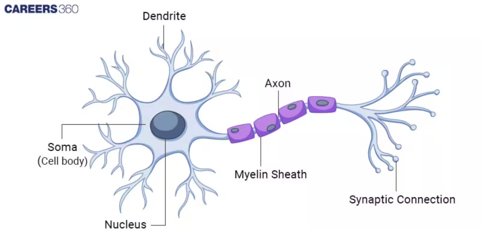 Neuron Structure