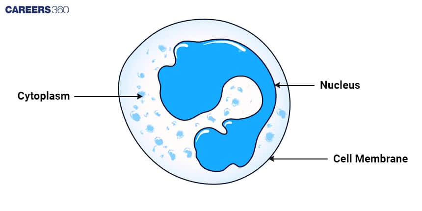 Illustration showing types of white blood cells: Monocyte, Lymphocyte, Basophil, Eosinophil, and Neutrophil, each with distinct shapes and colors.