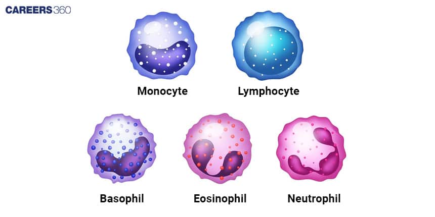 Illustration showing types of white blood cells: Monocyte, Lymphocyte, Basophil, Eosinophil, and Neutrophil, each with distinct shapes and colors