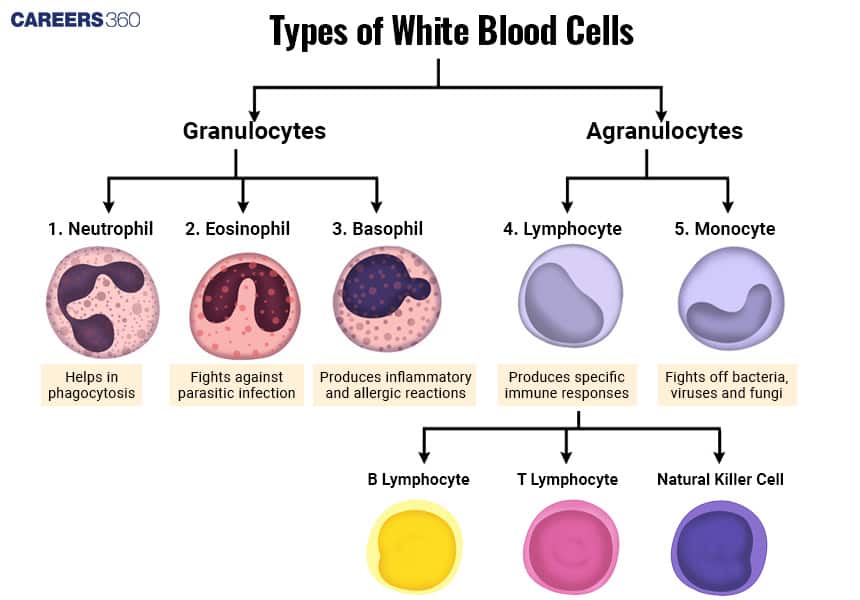 Chart of types of white blood cells divided into Granulocytes (Neutrophil, Eosinophil, Basophil) and Agranulocytes (Lymphocyte, Monocyte), with their functions such as phagocytosis, fighting infections, and immune responses