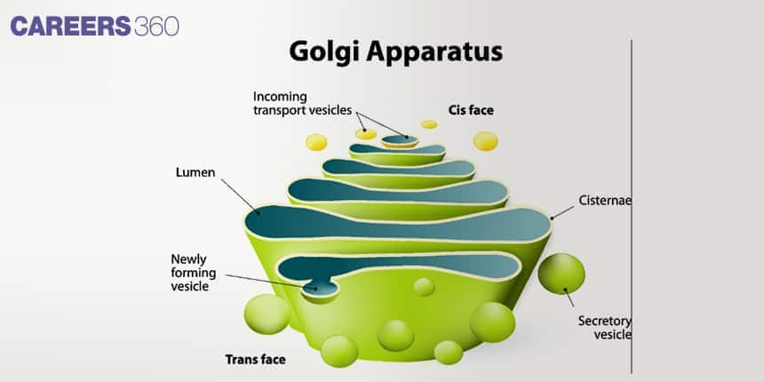 Diagram of Golgi apparatus showing cis face, trans face, lumen, cisternae, incoming transport vesicles, newly forming vesicle, and secretory vesicle.