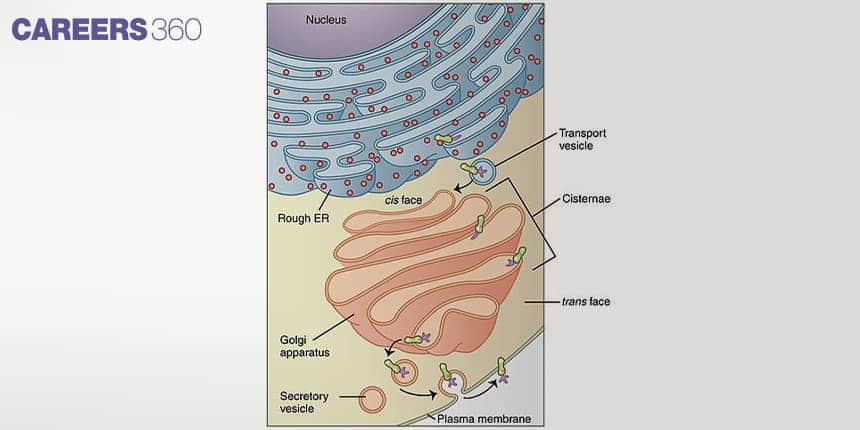 Diagram of Golgi apparatus connected to rough endoplasmic reticulum, showing cis face, trans face, cisternae, transport vesicles, secretory vesicles, and plasma membrane.