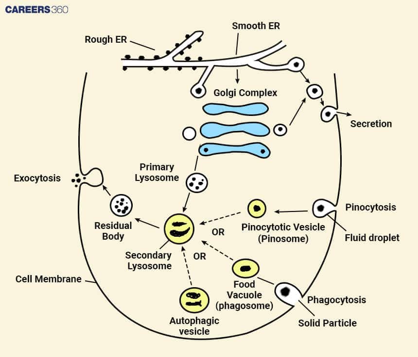 Diagram of the lysosome system showing its interaction with rough ER, smooth ER, and Golgi complex. It illustrates secretion, pinocytosis forming pinocytic vesicles, phagocytosis forming food vacuoles, and the role of primary lysosomes fusing to form secondary lysosomes, autophagic vesicles, and residual bodies, with exocytosis at the cell membrane.