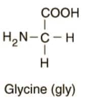 glycine