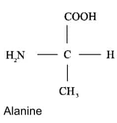 alanine