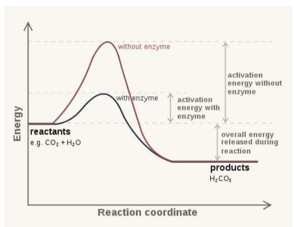 enzyme substrate complex