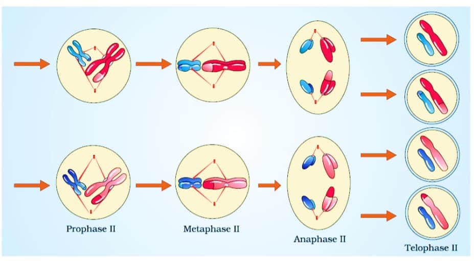 different phases of meiosis—II
