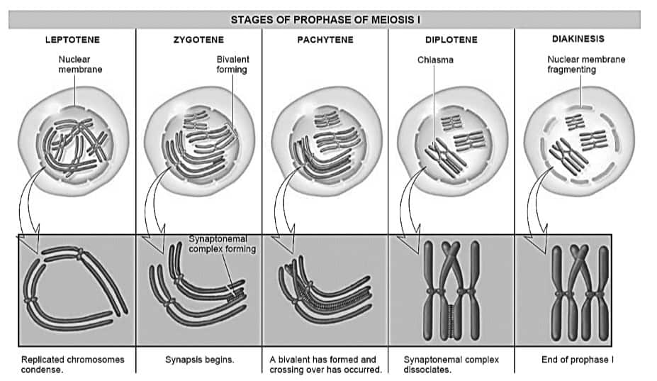  different stages of meiotic prophase