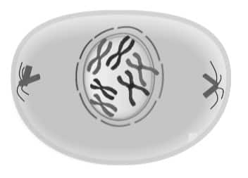 prophase