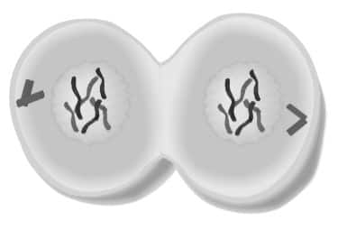  telophase.