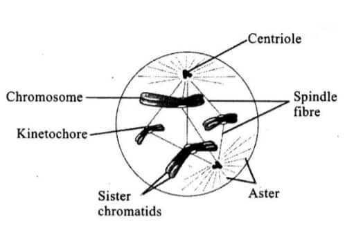 transition from prophase to metaphase