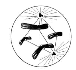 transition from prophase to metaphase