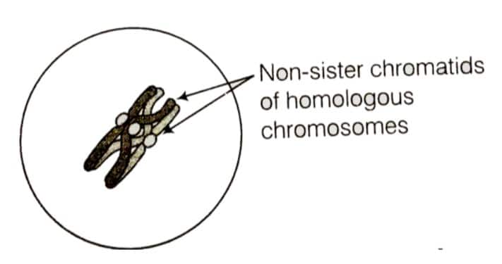 non-sister chromatids