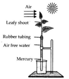 transpiration 