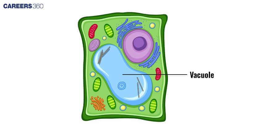 Diagram of a plant cell highlighting the large central vacuole, shown as a blue fluid-filled sac occupying most of the cell interior, surrounded by other organelles like the nucleus, mitochondria, chloroplasts, endoplasmic reticulum, and Golgi apparatus within a rectangular cell wall.