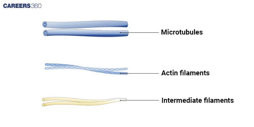 Illustration of three cytoskeletal components: microtubules shown as thick blue cylindrical tubes, actin filaments shown as thin twisted strands, and intermediate filaments shown as rope-like yellow fibers.