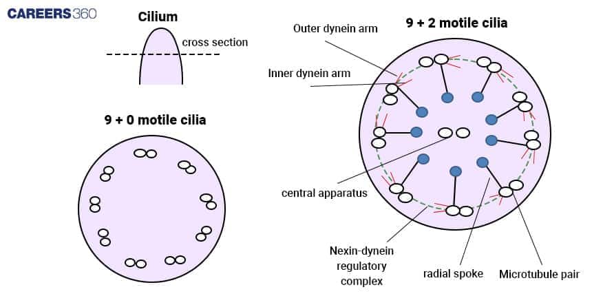Diagram of cilia structure. Top left: cilium cross-section location. Bottom left: 9+0 motile cilia showing nine outer doublets without central microtubules. Right: 9+2 motile cilia cross-section with nine microtubule pairs arranged in a circle around two central microtubules, with outer and inner dynein arms, radial spokes, and nexin-dynein regulatory complexes.