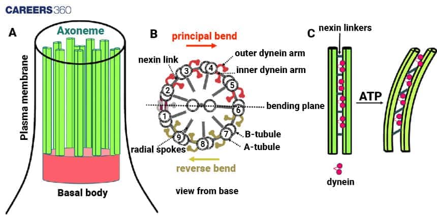 Diagram of cilia structure. (A) Longitudinal view showing basal body at the base and axoneme of microtubule doublets inside the plasma membrane. (B) Cross-sectional view of axoneme in a 9+2 arrangement with A-tubule, B-tubule, radial spokes, nexin links, and dynein arms, indicating principal and reverse bends. (C) Diagram showing dynein-driven bending of microtubules powered by ATP with nexin linkers holding doublets together.