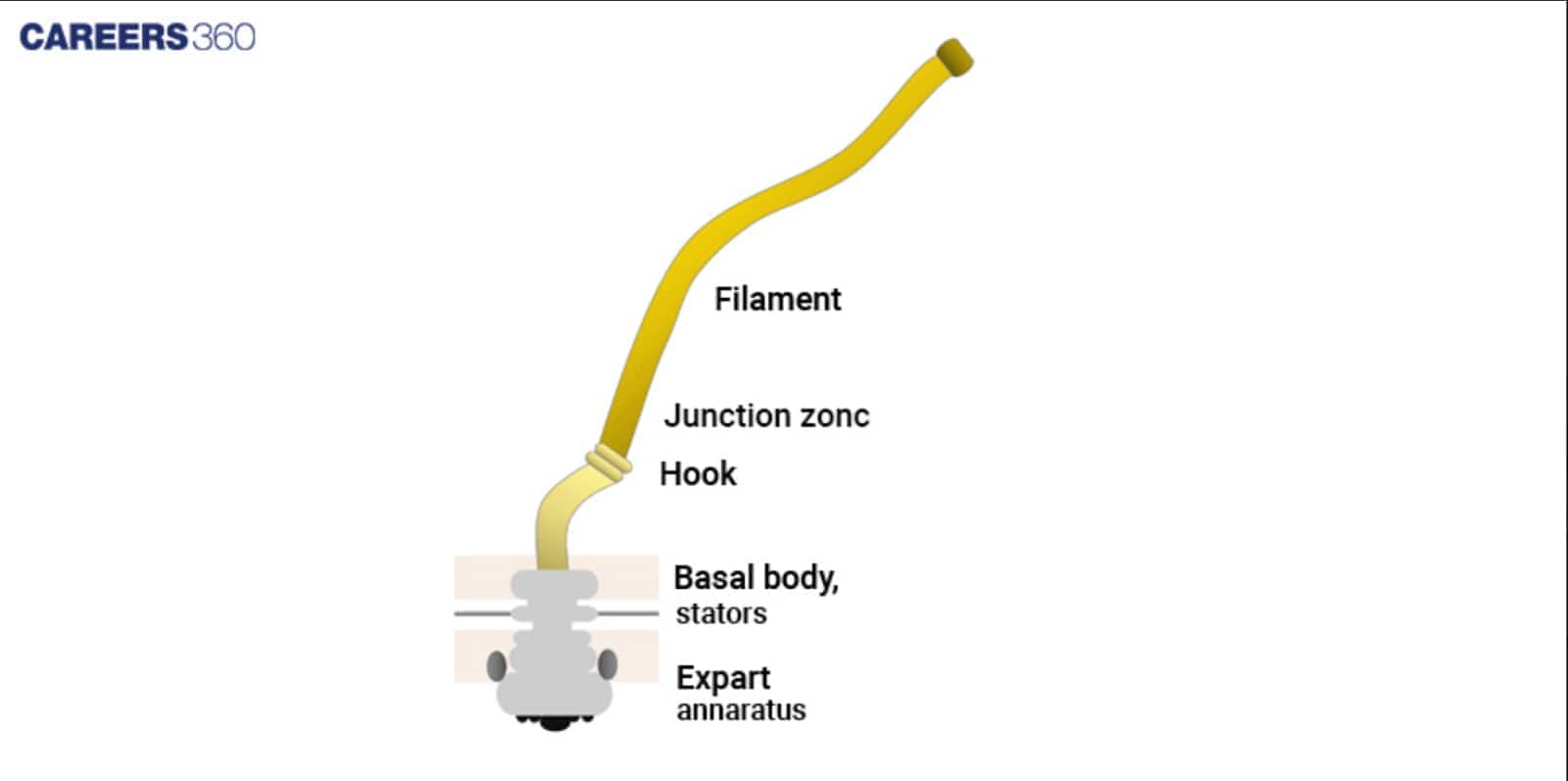 Diagram of a bacterial flagellum showing filament, junction zone, hook, basal body, and stators used for locomotion.