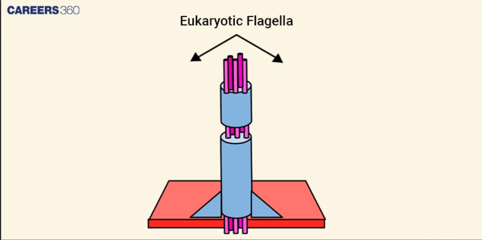 Structure of eukaryotic flagella with microtubule arrangement anchored to the basal body.