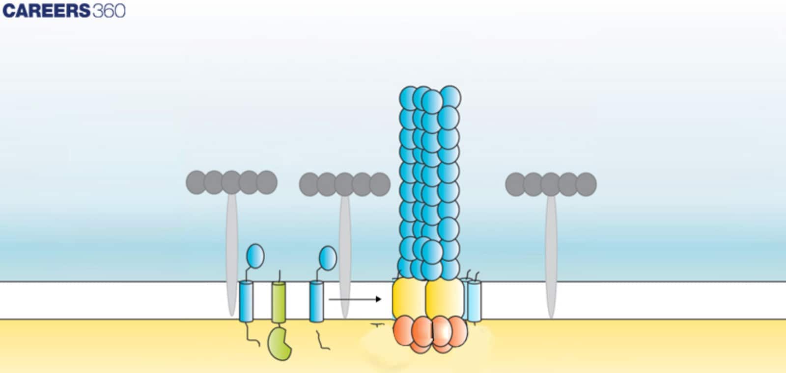 Illustration of flagellar motor proteins and assembly driving rotation and movement in cells.
