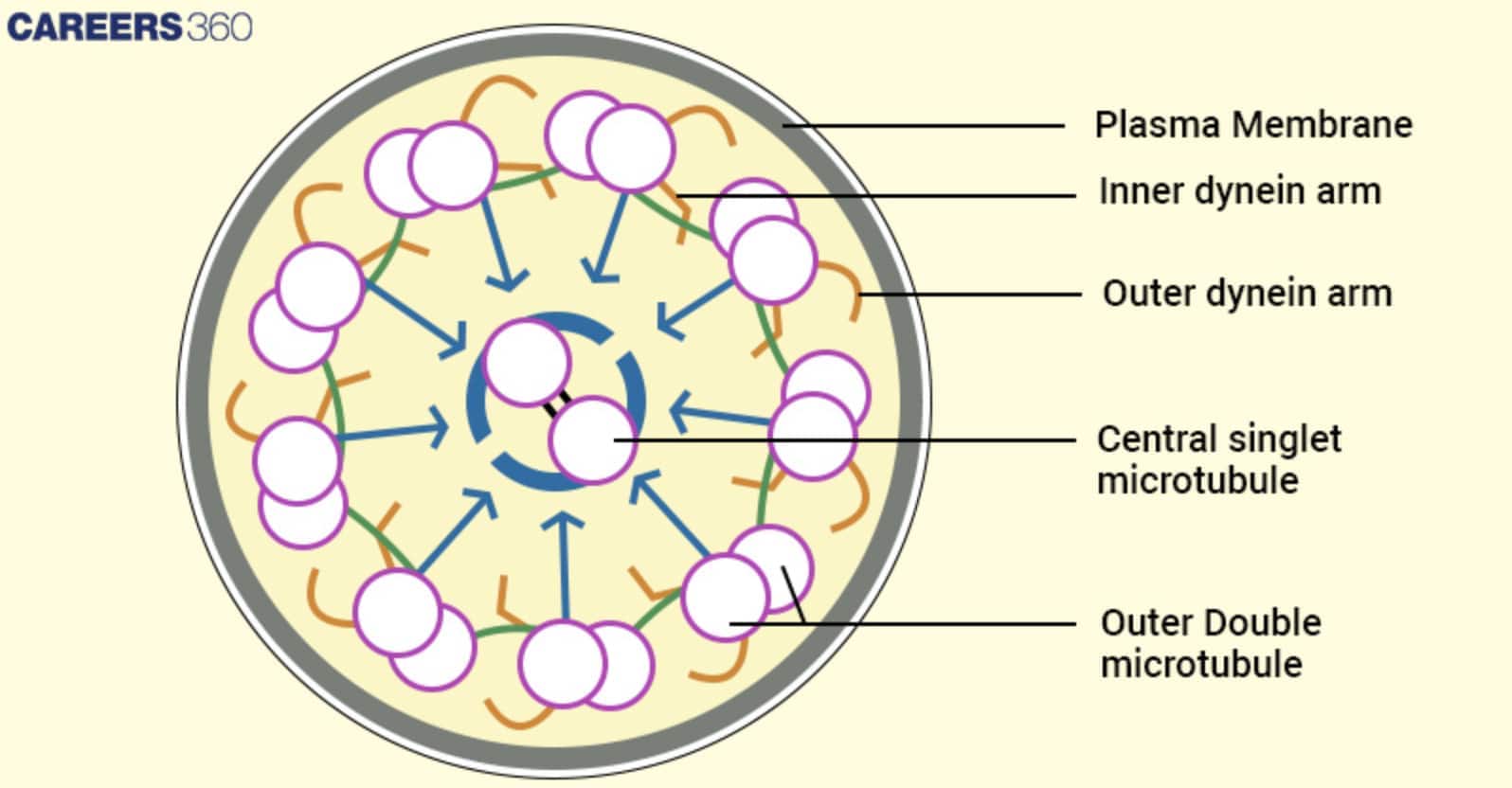 9 + 2 arrangement of microtubules in eukaryotic flagella with inner and outer dynein arms.