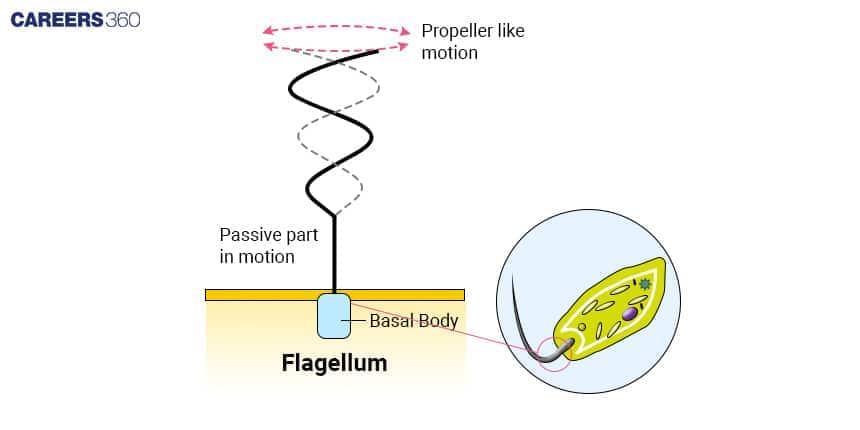 Illustration of eukaryotic flagellum showing basal body and propeller-like motion of flagellum in cell movement.