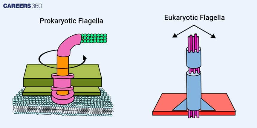 Comparison of prokaryotic and eukaryotic flagella structures, highlighting rotary motion in prokaryotes and whip-like motion in eukaryotes.