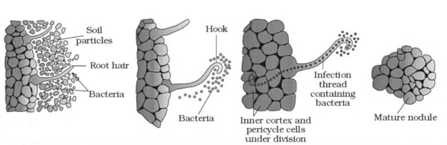 Root nodule